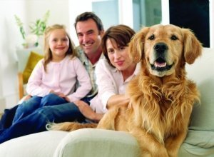 Sistemas de alarma para casas con animales domésticos